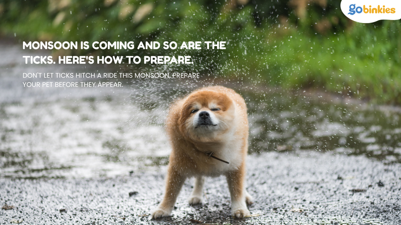 Monsoon is Coming And So Are the Ticks. Here's How to Prepare.