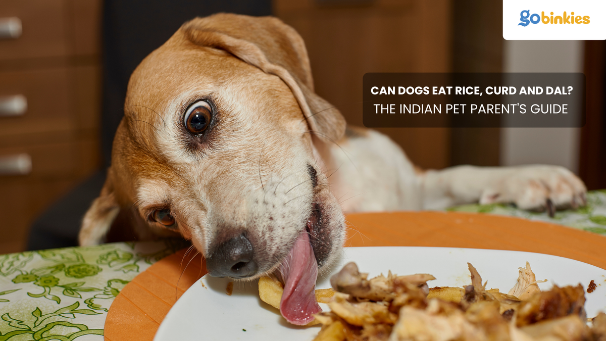 Can Dogs Eat Rice, Curd and Dal? The Indian Pet Parent's Guide