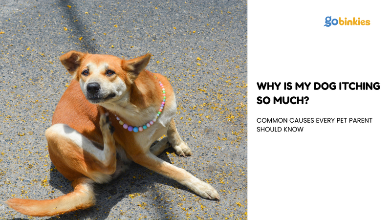 Why Is My Dog Itching So Much? Common Causes Every Pet Parent Should Know