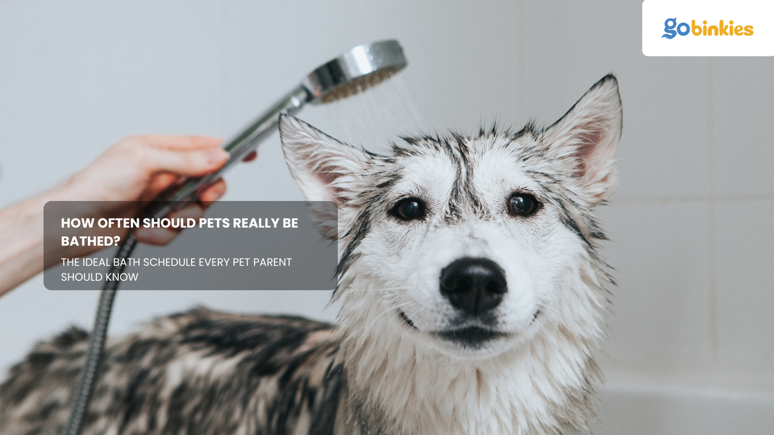 How Often Should Pets Really Be Bathed?