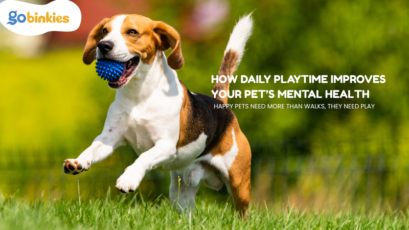 How Daily Playtime Improves Your Pet’s Mental Health