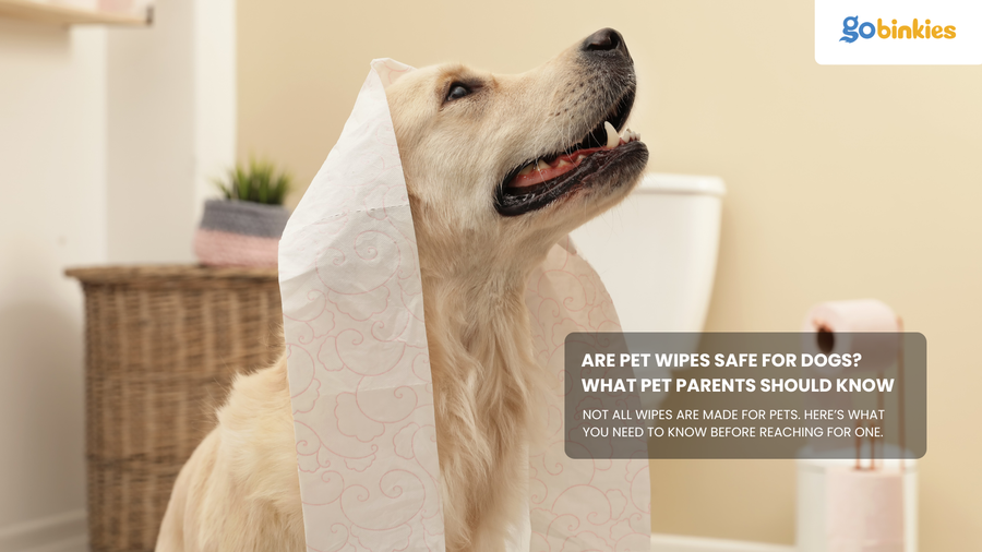 Are Pet Wipes Safe for Dogs? What Pet Parents Should Know