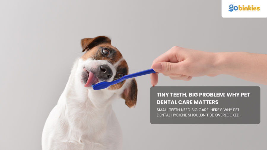 Tiny Teeth, Big Problem: Why Pet Dental Care Matters