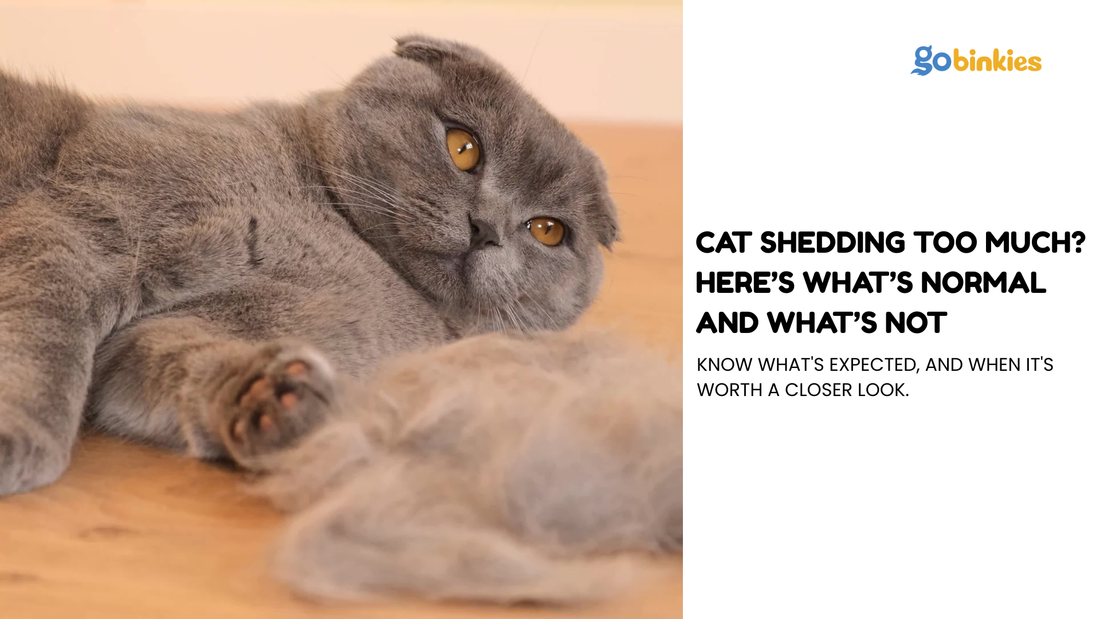 Cat Shedding Too Much? Here’s What’s Normal and What’s Not