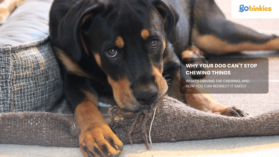 Why Your Dog Can't Stop Chewing Things