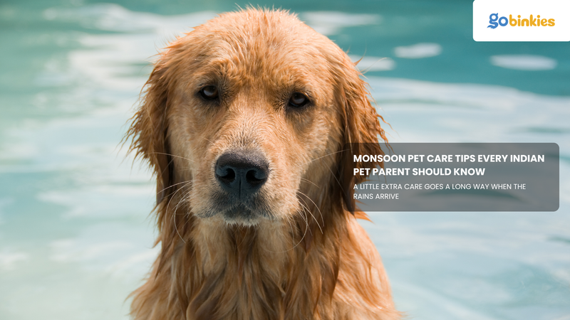 Monsoon Pet Care Tips Every Indian Pet Parent Should Know