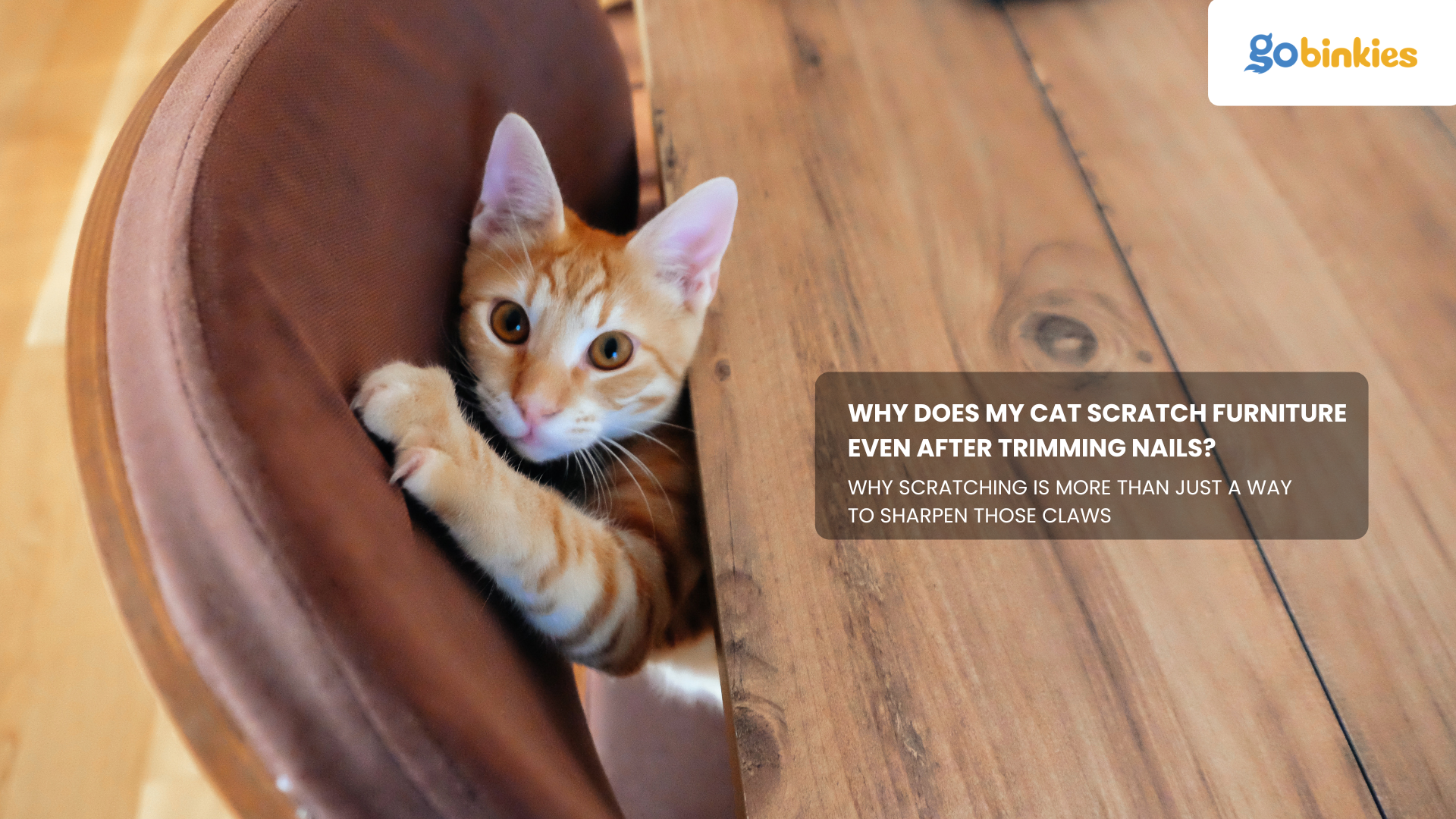 Why Does My Cat Scratch Furniture Even After Trimming Nails?