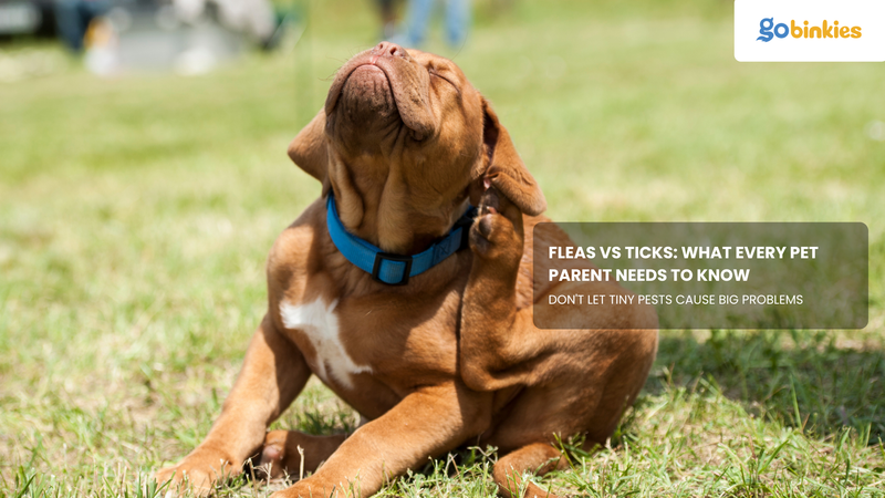 Fleas vs Ticks: What Every Pet Parent Needs to Know