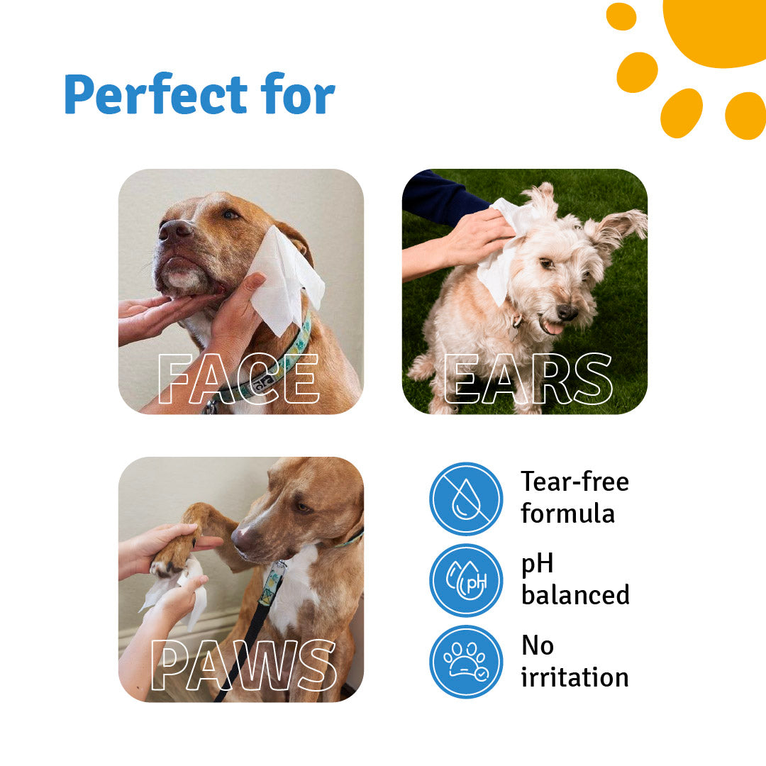 Everyday Pet Wipes for Dogs & Cats – 80 Wipes | Gentle Cleaning | Fresh & Fur-Friendly
