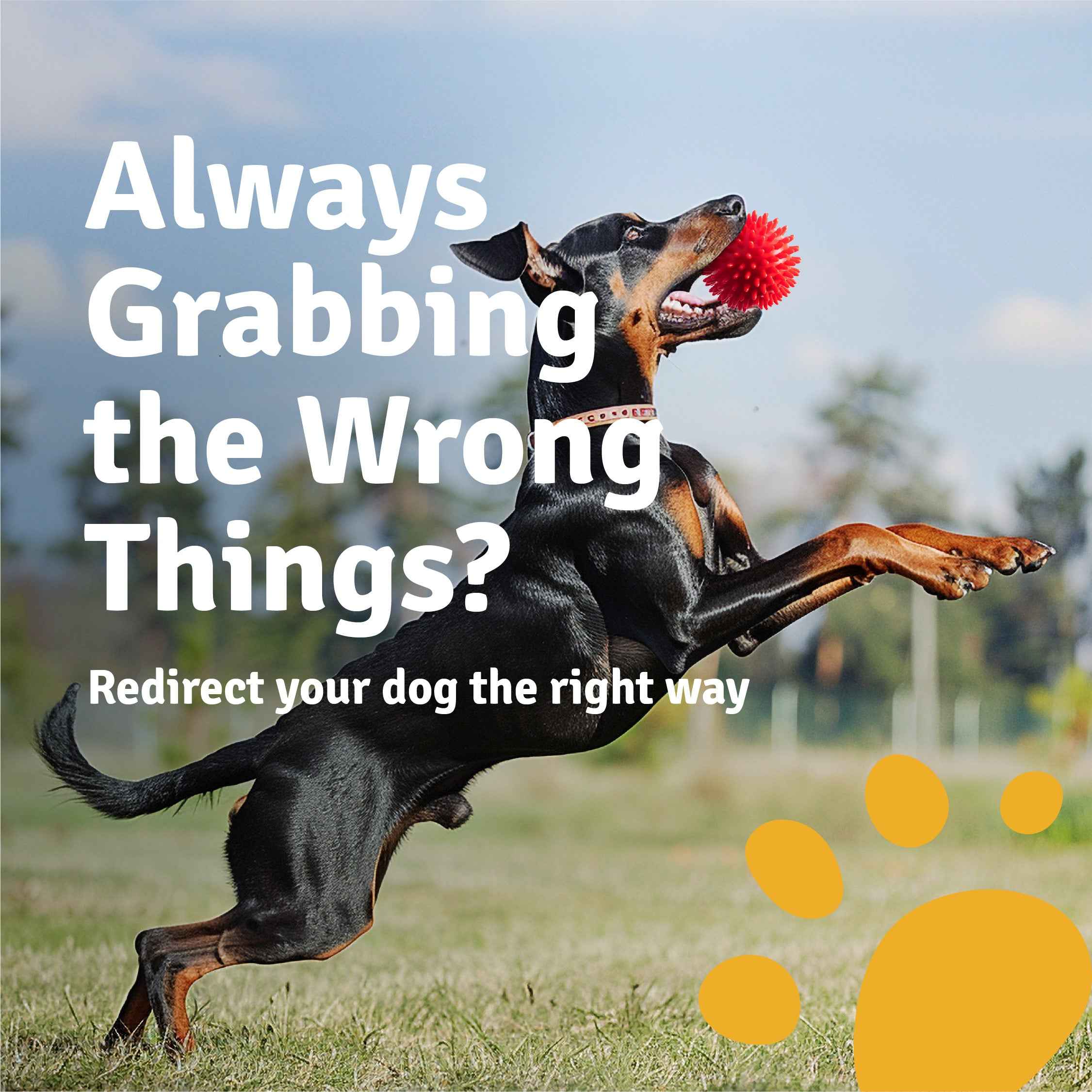 Spike Ball Chew Toy for Dogs – Chew & Fetch Toy | High Bounce & Durable